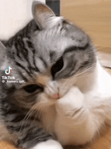 a close up of a cat licking its paw with a tiktok watermark