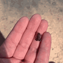 frog mini frog fingers