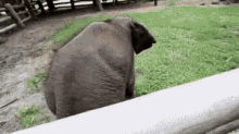 Baby Elephant Pet GIF - Baby Elephant Pet Trunk GIFs