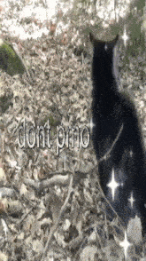 a black cat is sitting in a pile of leaves with the words " dont pmo " on the bottom