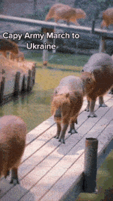Capybara Army GIF - Capybara Army Ukraine GIFs