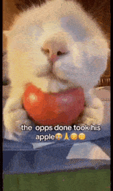 Cat Apple GIF