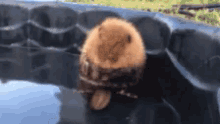 Baby Beaver GIF