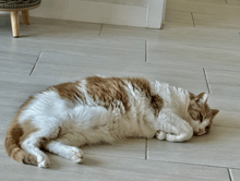 a brown and white cat laying on a tile floor