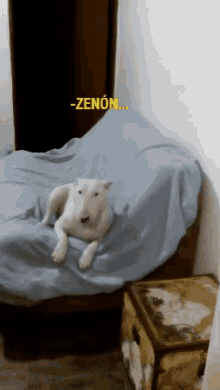 Bull Terrier Zenón GIF