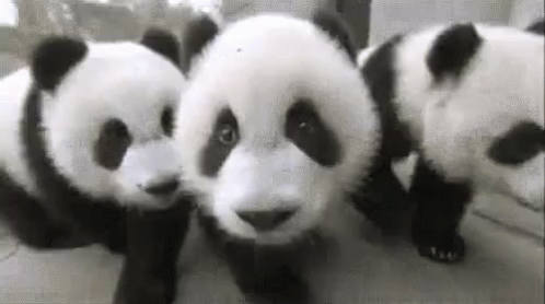 Cute Pandas GIF - Animal Animals Panda - Discover & Share GIFs