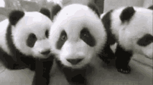 Cute Pandas GIF - Animal Animals Panda GIFs