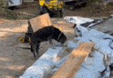 two dogs are sniffing a piece of wood in a dirt area .