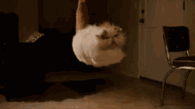 Cat Flying In Wind GIF - Wind Cat Flying GIFs