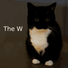 The W Uni GIF - The W Uni Cat GIFs