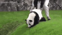 Panda Me Larga GIF - Panda Me Larga GIFs