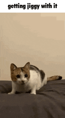 Cat Cat Dancing GIF - Cat Cat Dancing Cat Bounce GIFs