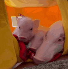 Kitty Attack Pig Attack GIF