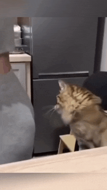 a cat is standing on a stool in front of a refrigerator in a kitchen .