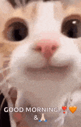 a close up of a cat 's face with the words `` good morning '' and a heart .