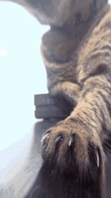 Cat Distorted GIF - Cat Distorted Fedidona GIFs