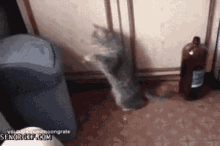 Cat Trash Attack GIF - Trash Cat Attack Funny Cat GIFs