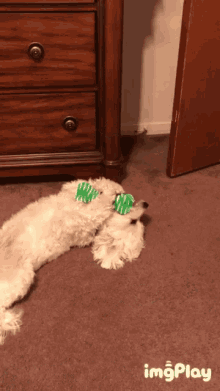 Dogs Shocked GIF - Dogs Shocked Whats GIFs