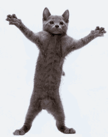 Gatos Bailando GIF - Gatos Bailando Gato GIFs