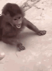 Artificialbloom Monkey GIF