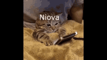 Niova Cat GIF - Niova Cat Phone GIFs
