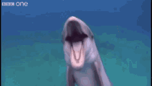 Dolphin Fart GIF - Dolphin Fart GIFs