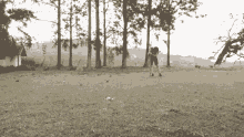a black and white photo of a person standing in a field with trees in the background