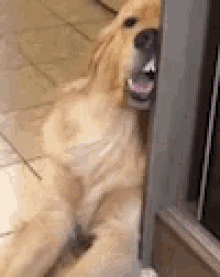Funny Dogs Bores GIF - Funny Dogs Bores Waiting - Discover & Share GIFs