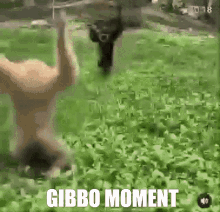 Gibbon Monkey GIF - Gibbon Monkey GIFs