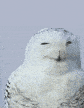 White Owl Langweilig GIF - White Owl Langweilig Gelangweilt GIFs