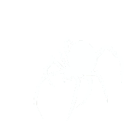a drawing of a spider on a white background