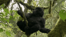 chilling top3mountain gorilla moments world gorilla day chilling gorilla hanging