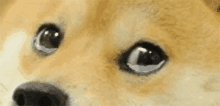 Dog Sad GIF
