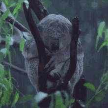 Koala Rain GIF - Koala Rain Koala In The Rain GIFs
