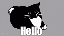 a black and white cat says hello in white letters on a gray background