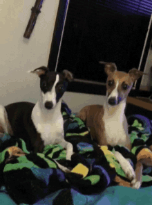 Omg Check This Out GIF - Omg Check This Out Dog GIFs