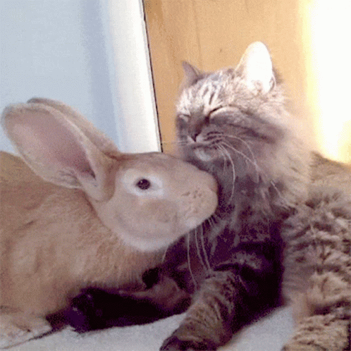 cute cat and bunny gifs
