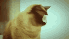 You Are So Cool Cute GIF - You Are So Cool Cute Kitty GIFs