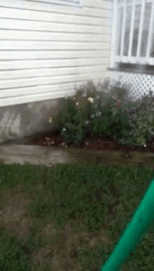 Water The Dog GIF