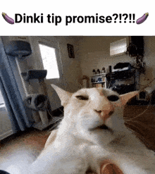 Dinki Tip Promise Cat GIF - Dinki Tip Promise Dinki Tip GIFs