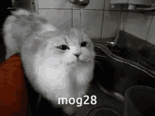 Mog28 Cat GIF - Mog28 Mog 28 GIFs