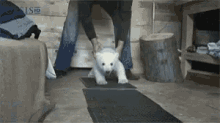 Bear Polar Bear GIF - Bear Polar Bear Baby Bear GIFs