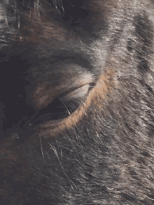 Horse Blinking GIF - Horse Blinking Eyes GIFs