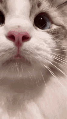 Cat кошка GIF