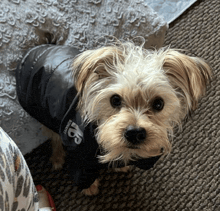 a small brown and white dog wearing a black jacket with the letter b on the front