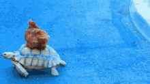 Side Saddle Turtle GIF