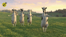 Cow Cows GIF - Cow Cows Cow Dancing GIFs