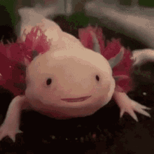 Axolotl Lucy Axolotl GIF