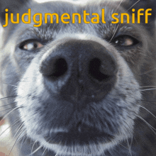 Judgement Judging GIF - Judgement Judge Judging GIFs