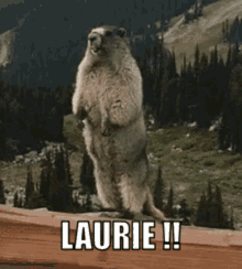 laurie hey calling shout marmot